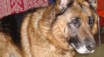 Owczarek pogryzł 10-letnią dziewczynkę