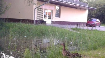 Kaczki zamieszkały w kałuży przy sklepie spożywczym