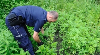 Region: 38-latek uprawiał konopie w ogródku