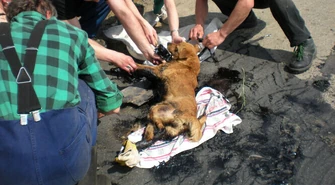 Pies wtopił się w drogę