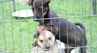 Rozpoczął się sezon na porzucanie 