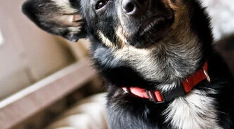 Powiedziała &#8222;STOP&#8221; testowaniu kosmetyków na zwierzętach