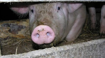 Weterynarze alarmują. Straty będą ogromne.