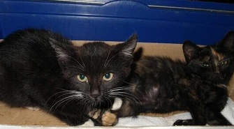 KOTY W WORKU, CZYLI PAMIĄTKA Z WAKACJI