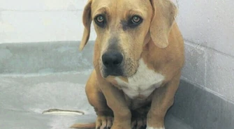 Hotelowanie psów kosztuje gminę 120 tys. rocznie