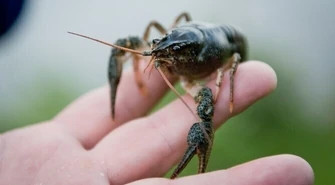 Nowe raki już w rzece