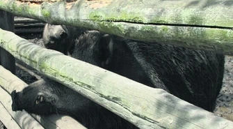 Dziki straszą mieszkańców