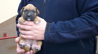 Mały szczeniak rasy bokser w tarapatach