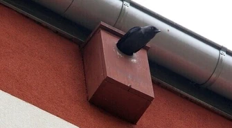 Miasto buduje lokale zastępcze... dla ptaków