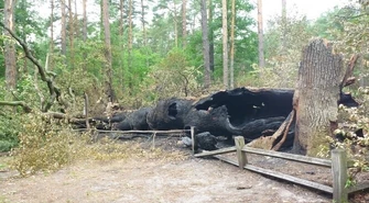 Statuetki ze spalonego dębu