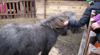 Żywa szopka w Piotrkowie