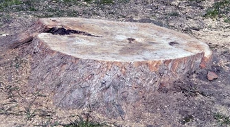 5 mln kary za wycinkę drzew