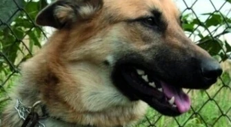 Wystraszone psy już trafiają do schroniska