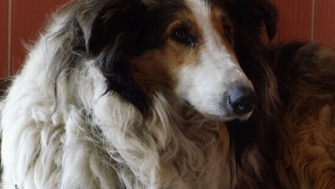 Będzie cmentarz dla zwierząt?