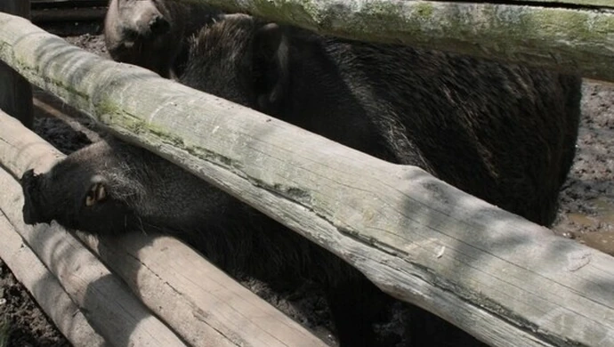 Nie dokarmiajcie zwierząt!