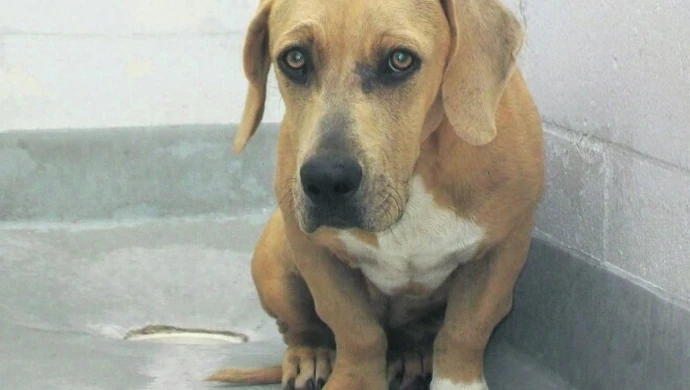 Gmina ma problem z bezpańskimi zwierzętami