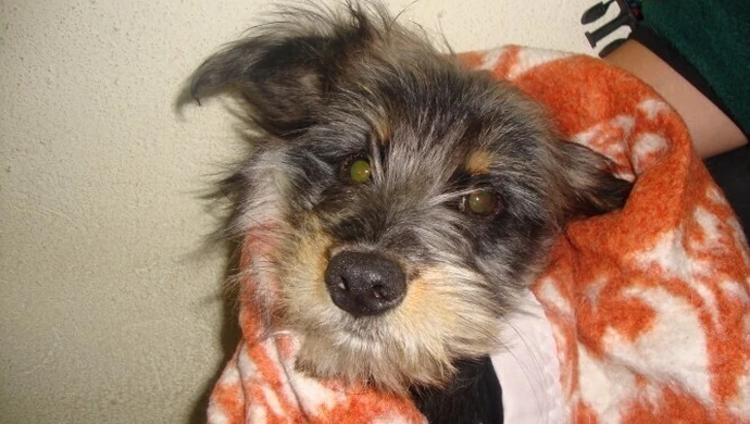 Cmentarz dla zwierząt? Niezgodne z prawem!