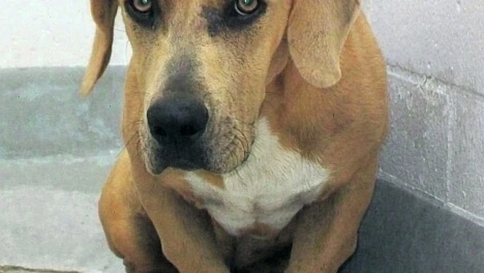 Pół miliona na bezdomne zwierzęta