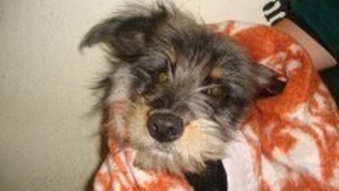 Wskażą lokalizację cmentarza dla zwierząt