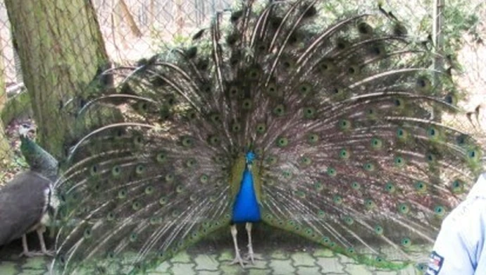 "Może lepiej puścić pawia"