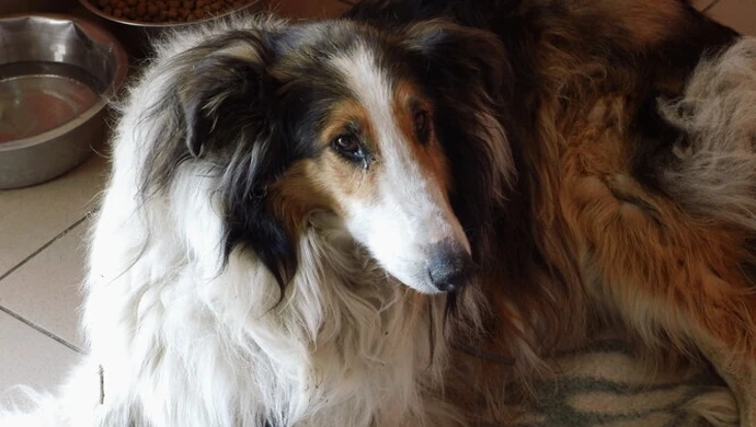 150 tysięcy na bezdomne zwierzęta