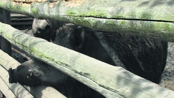 Mają problem z dzikimi zwierzętami