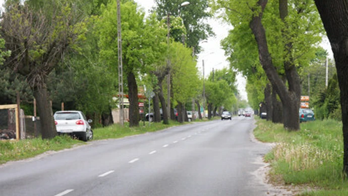 Czy przydrożne drzewa zabijają kierowców?