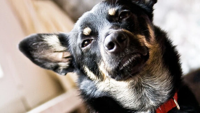 Nie zaszczepiłeś psa przeciw wściekliźnie? Zapłacisz mandat