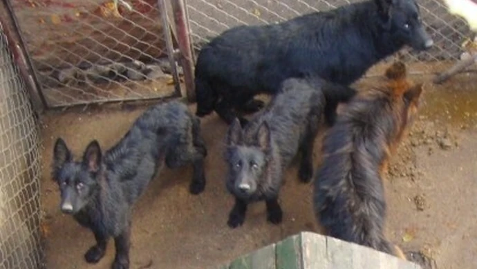 Ruszył proces hodowcy owczarków