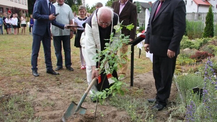 Przy podstawówce w Sulejowie rośnie już potomek Dębu „Cysters”