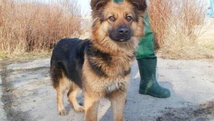 Gmina Sulejów zachęca do adopcji 