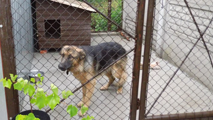 Kazali mu zdemontować kojec i budę dla psa 