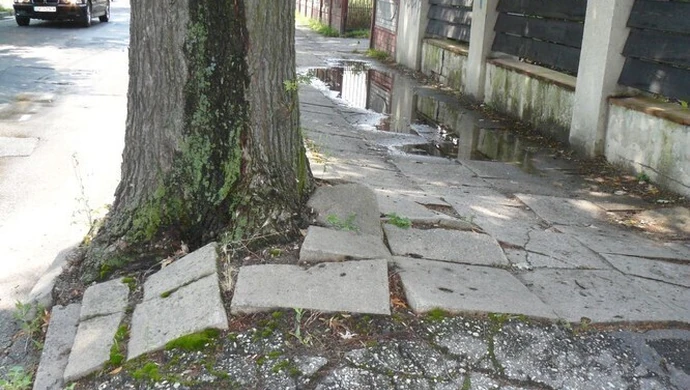 Drzewa rozsadzają chodnik