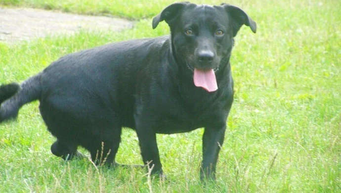 Kto chce spuścić psy ze smyczy?