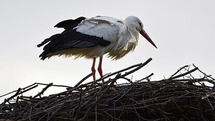 Ranny bocian trafił do Osady Leśnej w Kole
