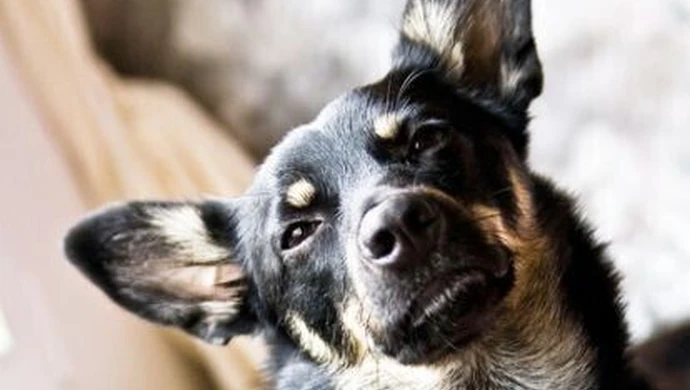 247 spraw znęcania się nad zwierzętami 