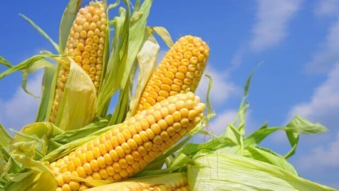 Wraca spór o GMO