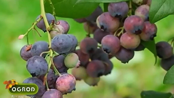 Ogród bez tajemnic: Jak pielęgnować krzewy borówki?