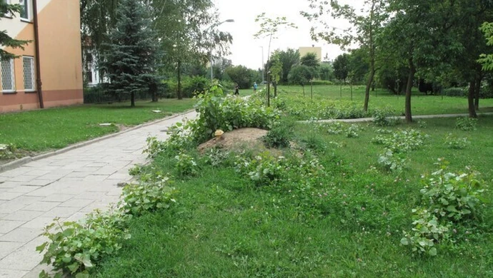 Co zostaje po topoli?