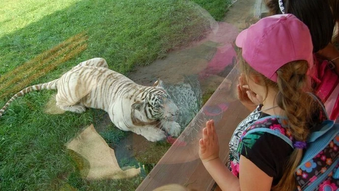 Dzieci z Piotrkowa na safari w Borysewie 