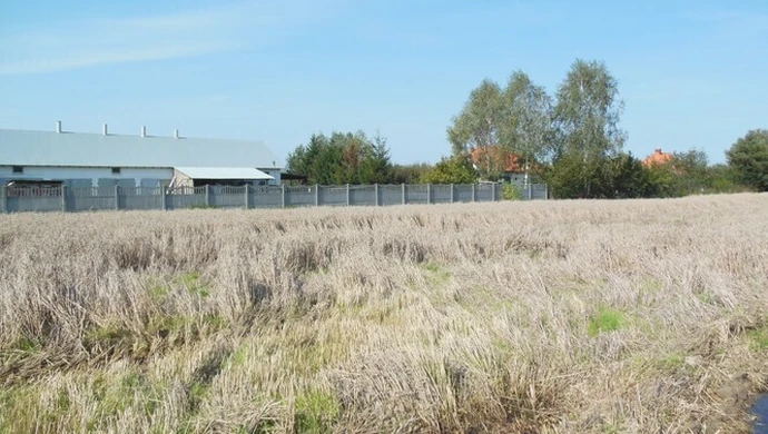 Nieudane żniwa w gminie Ręczno