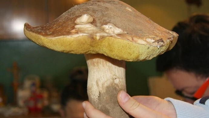 Dzieci nie powinny jeść grzybów!