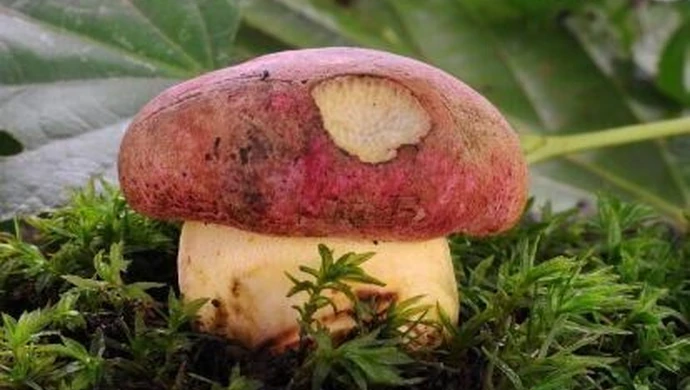 5000 zł grzywny za grzyba? 