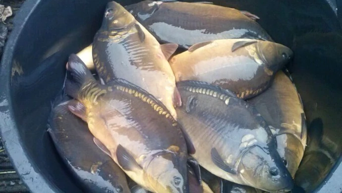 Dziś rusza akcja „Karp”