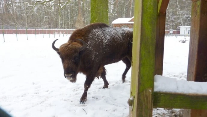 Likwidują stado żubrów w Smardzewicach