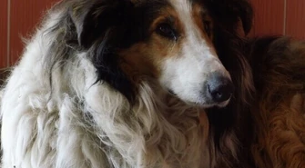 Będzie cmentarz dla zwierząt?