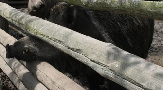 Nie dokarmiajcie zwierząt!