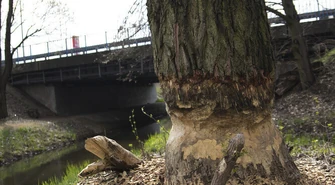 Bobry niemal w samym centrum Piotrkowa