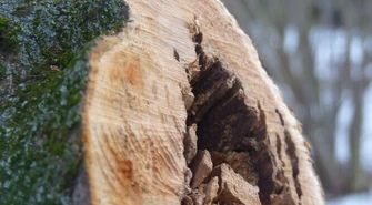 Radomsko: Spór o drzewa