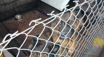 Psy nadal w złych warunkach. Co dalej z hodowlą na Jagodowej?